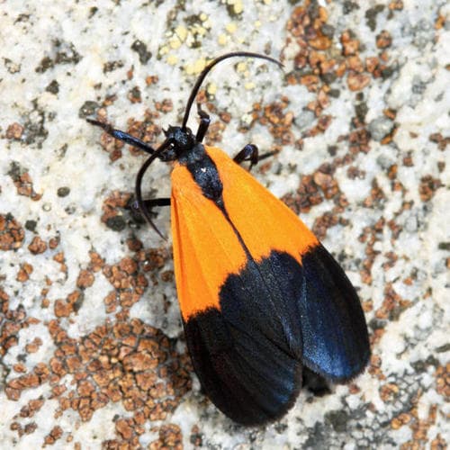 Black-and-yellow Lichen Moth