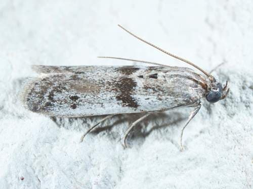 Black-banded Homoeosoma Moth