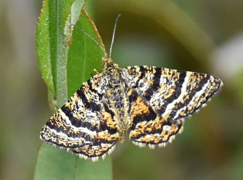 Black-banded Orange Moth