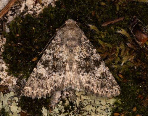 Black-banded Polymixis Moth