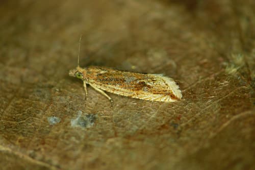 Black-blotched Bactra Moth