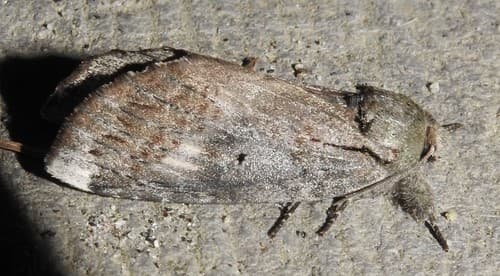 Black-blotched Prominent