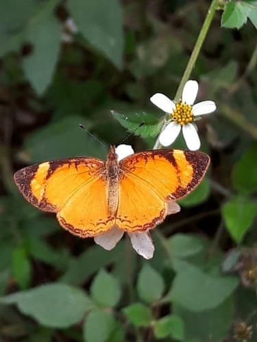 Black-bordered Crescent