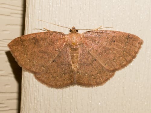 Black-dotted Ruddy Moth