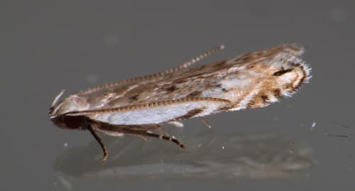 Black-faced Twirler Moth