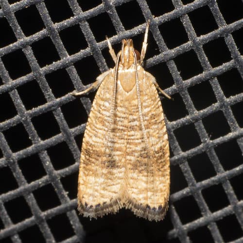 Black-fringed Leaftier Moth