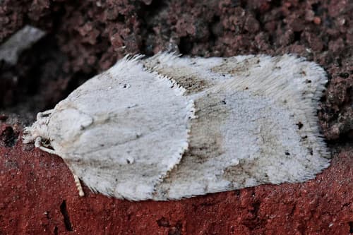 Black-headed Birch Leaffolder Moth