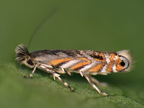 Black Locust Leafminer