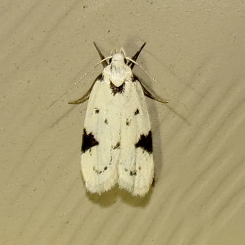 Black-marked Inga Moth