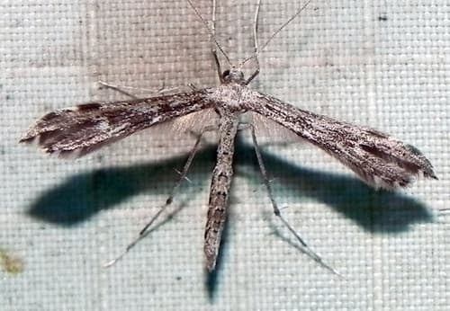 Black-marked Plume Moth
