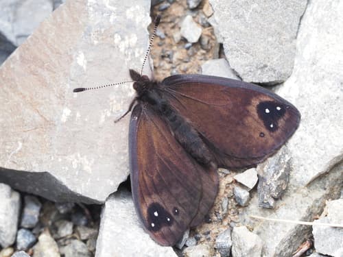Black Mountain Ringlet
