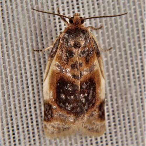 Black-patched Clepsis Moth