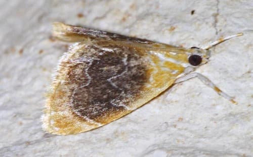 Black-patched Glaphyria Moth