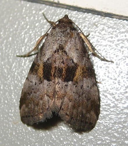 Black-patched Graylet