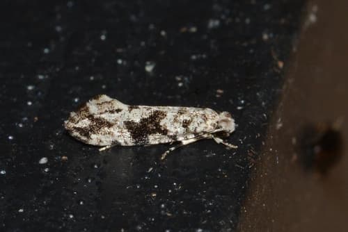 Black-patched Nemapogon