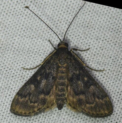Black Penestola Moth