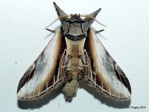 Black-rimmed Prominent