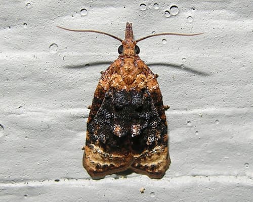 Black-shaded Platynota Moth