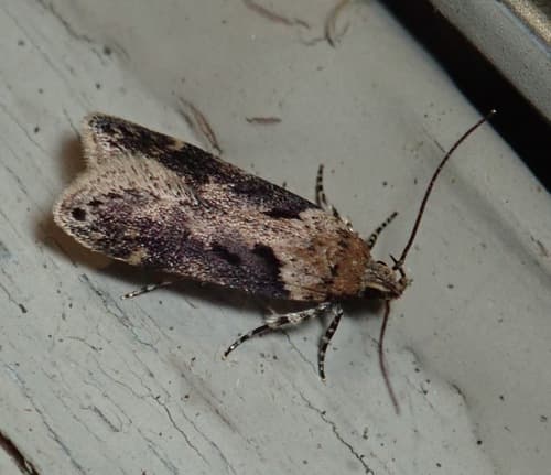 Black-smudged Chionodes Moth