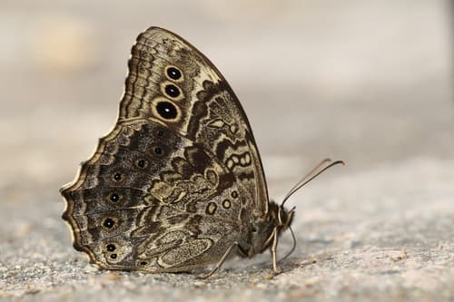 Black-spotted Labyrinth