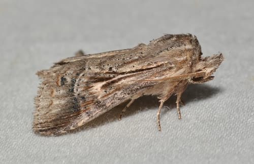 Black-spotted Prominent