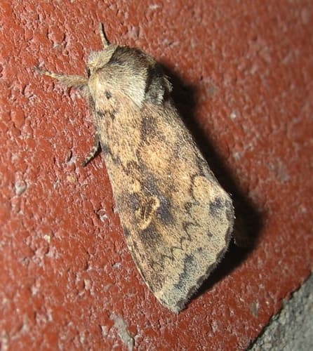 Black-tailed Diver Moth