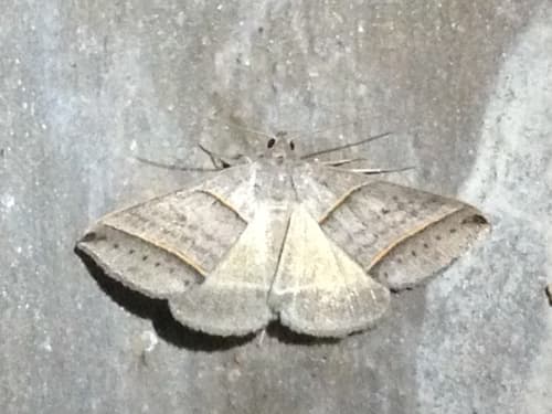 Black-tipped Ptichodis Moth