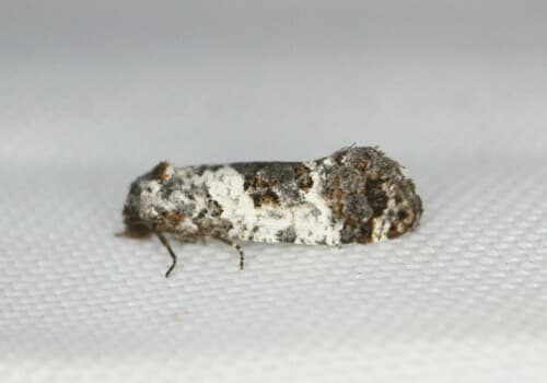 Black-tipped Rudenia Moth