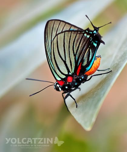 Black-veined Hairstreak