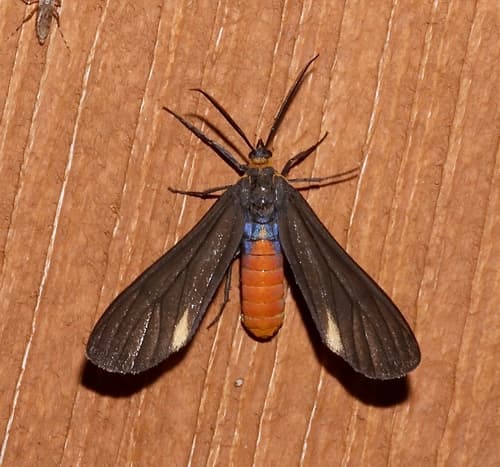 Black-winged Dahana Moth