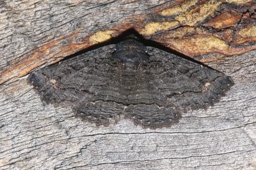 Black Zale Moth