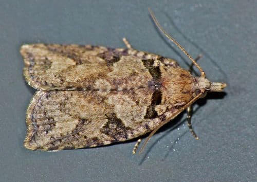 Blackheaded Leafroller