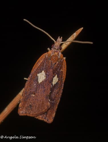 Blacklegged Leafroller