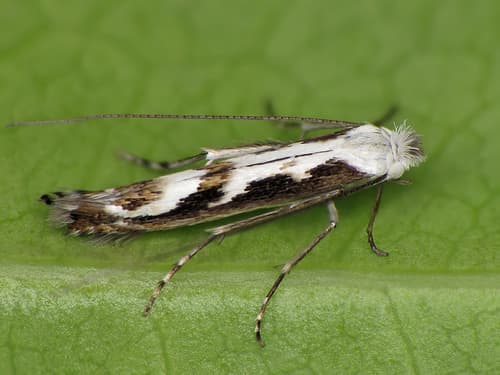 Blackthorn Blister Moth