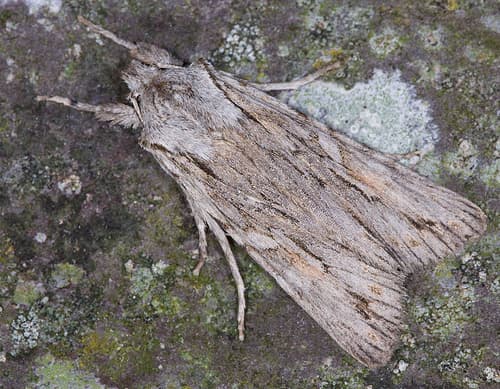 Blair's Shoulder-Knot