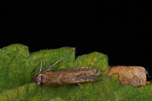 Blastobasis maroccanella