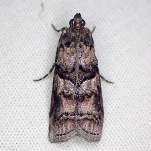 Blister Coneworm Moth