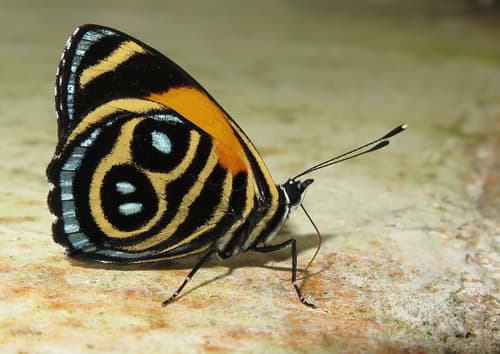 blue-and-orange eighty-eight