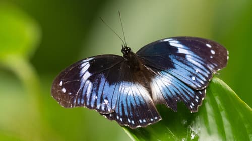 Blue Diadem Butterfly