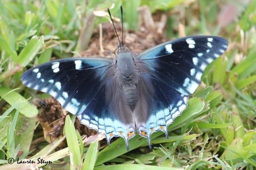 Blue Spangled Prince