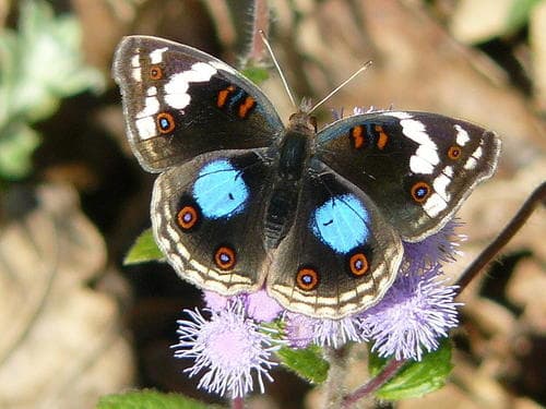 Blue-spot Pansy