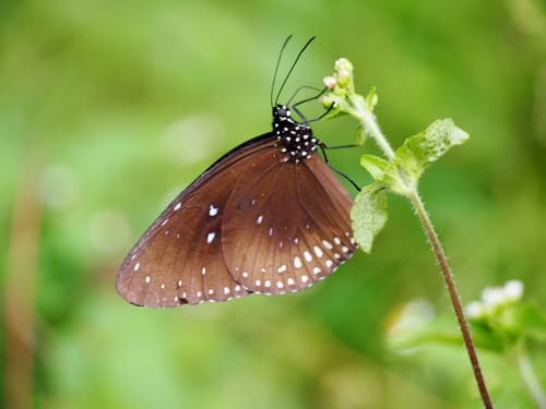 Blue-spotted Crow Butterfly