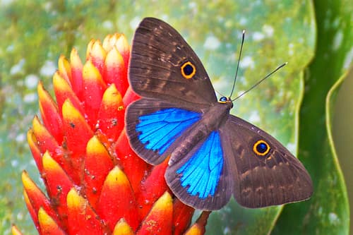 Blue-winged Eurybia Butterfly