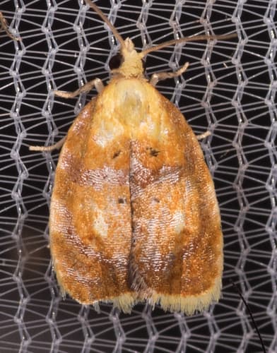 Blueberry Leaftier Moth