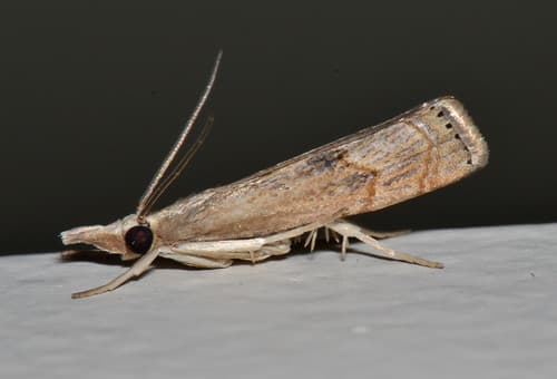 Bluegrass Webworm Moth