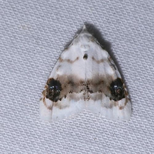 Blurry-patched Nola Moth