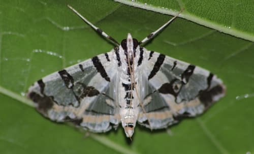 Blush Conchylodes Moth