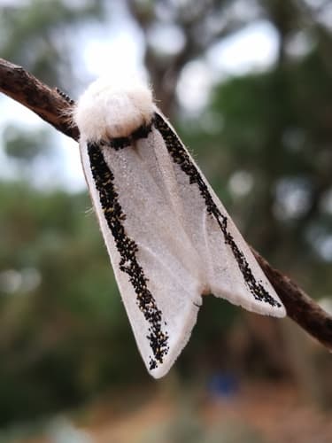Boisduval's Autumn Moth