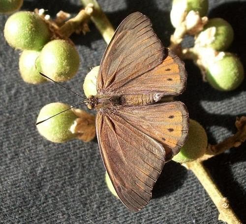 Boisduval's Tree Nymph