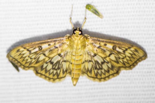 Bold-feathered Grass Moth
